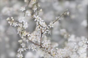 婚活アプリで30代が注意すべきサクラとは？