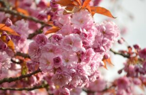 婚活アプリで30代が注意すべきサクラの見分け方は？